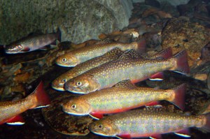 Brook_trout_in_cool_water_(7725114898)