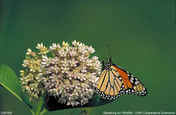 Monarch and Milkweed