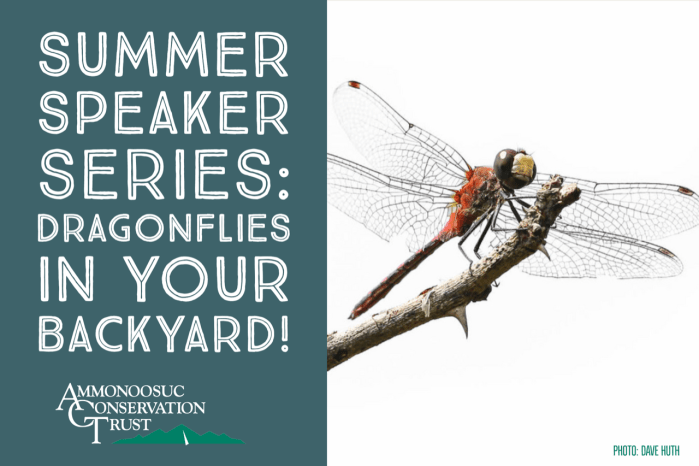 2019.07 Dragonflies site card