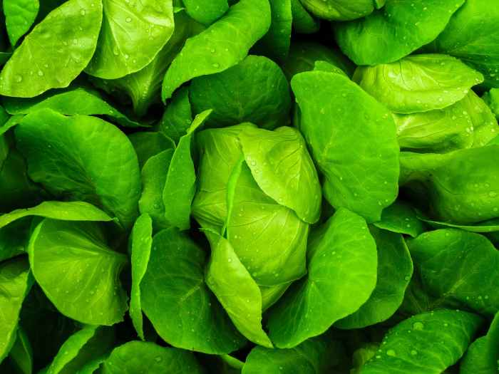 close up photo of green leafed plants